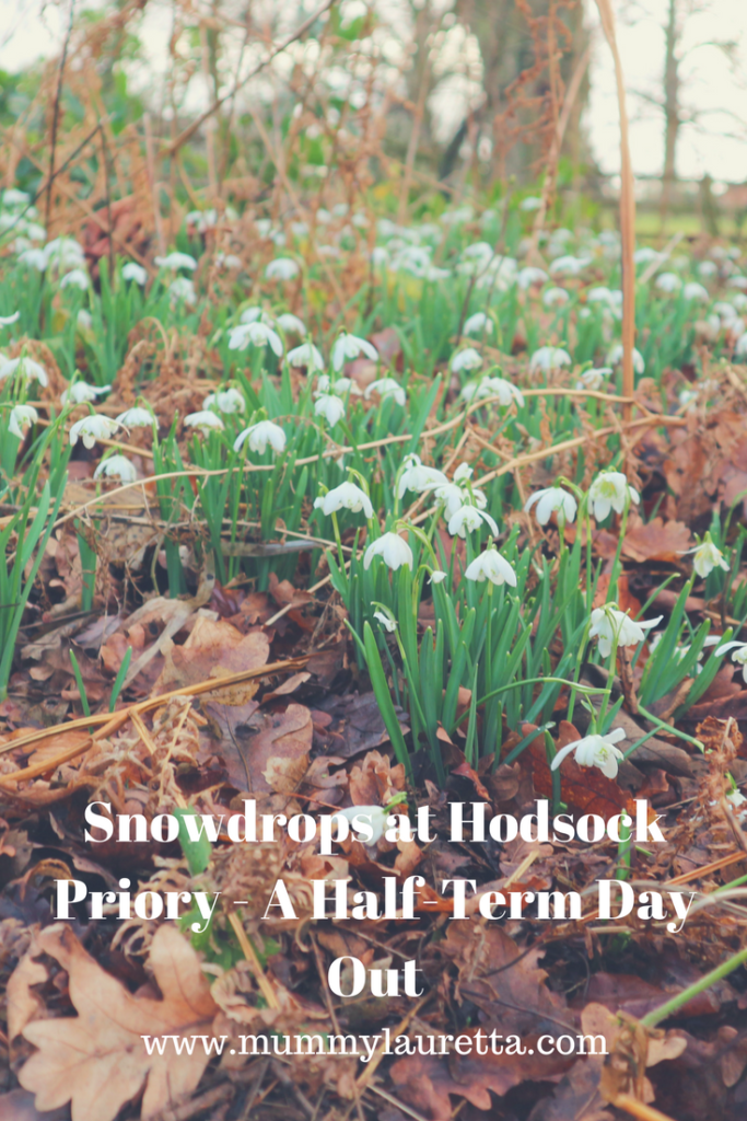 Snowdrops at Hodsock Priory Pin