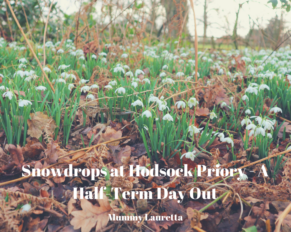 Snowdrops at Hodsock Priory blog