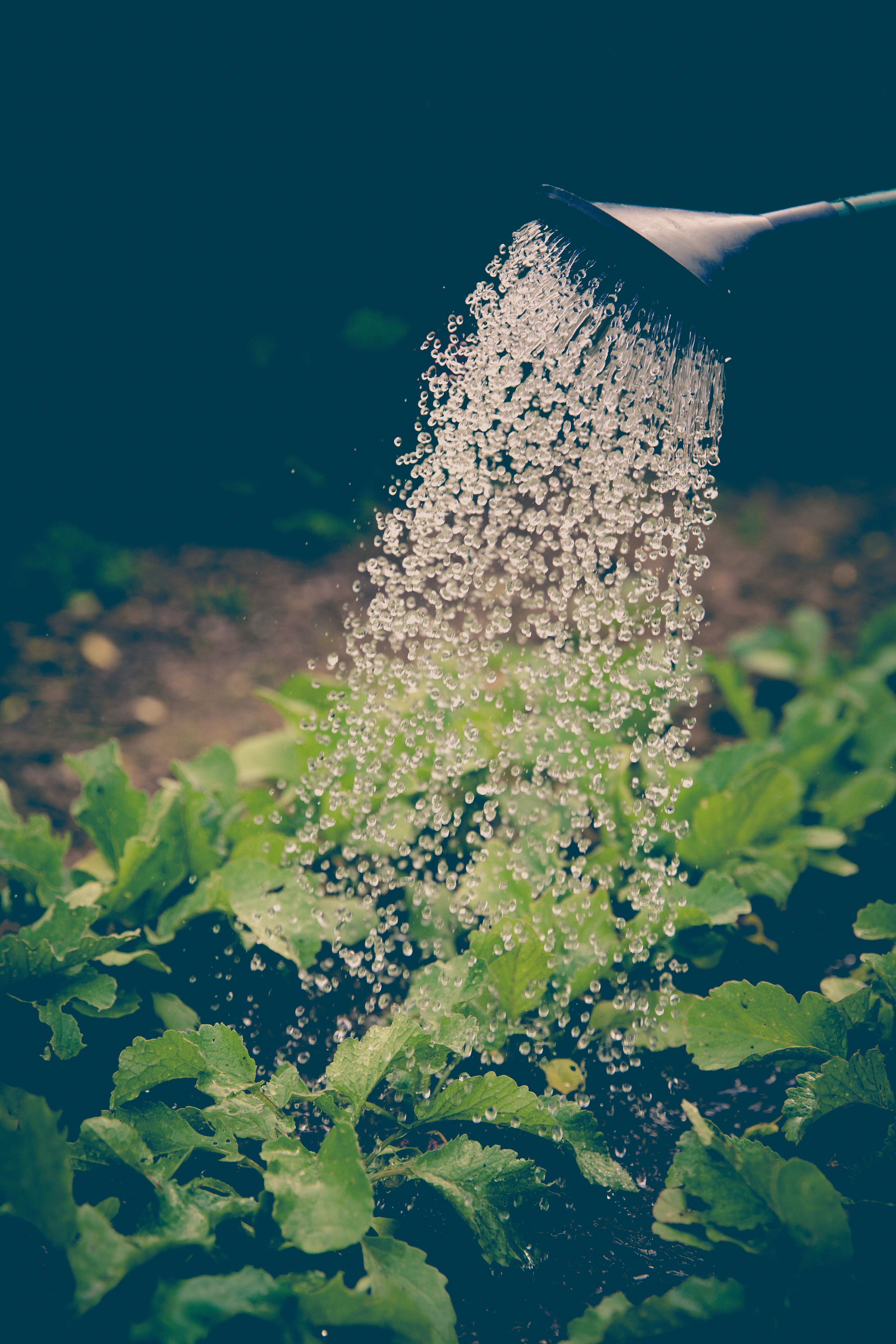 Maintaining a Garden in a Busy Family Home