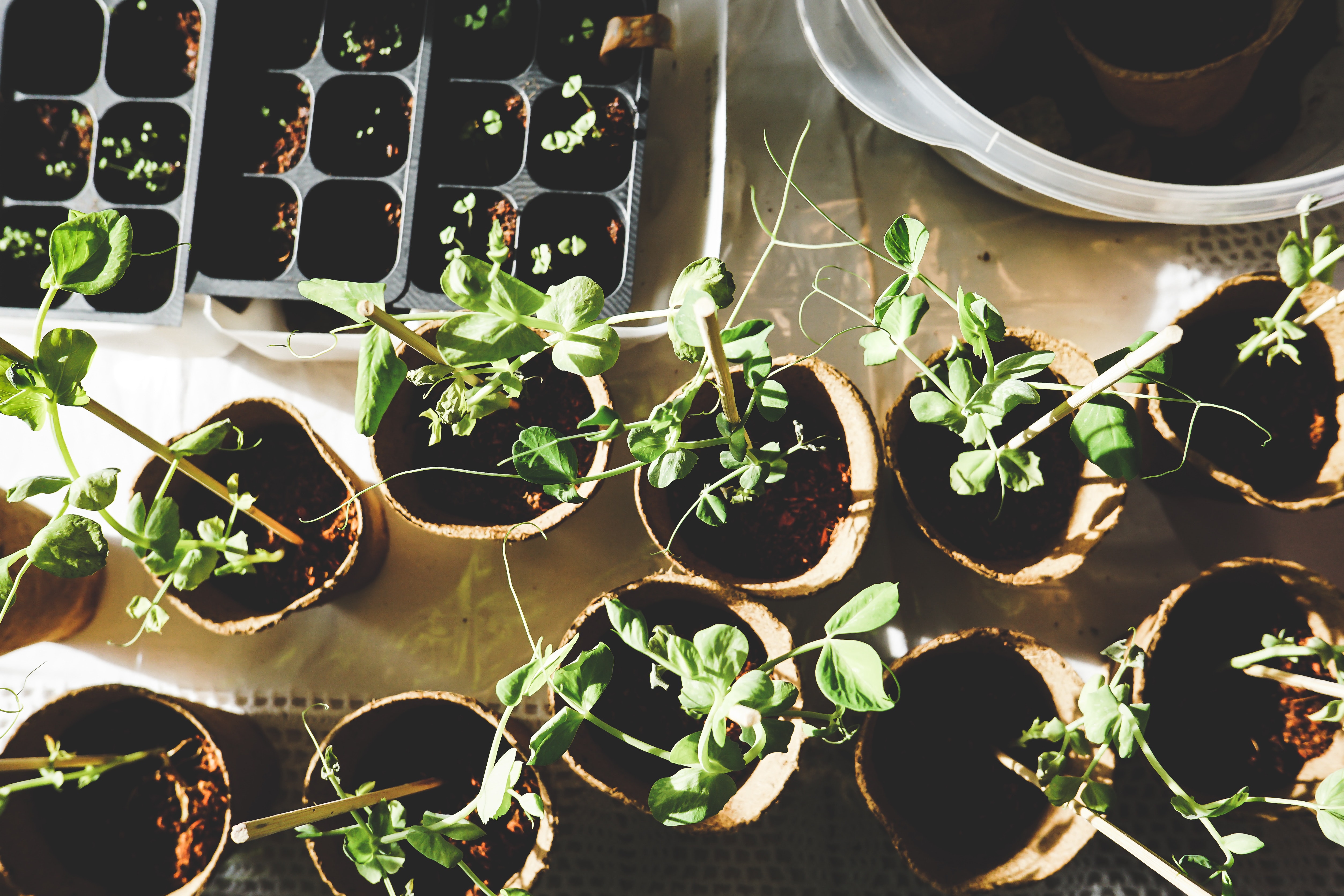 Maintaining a Garden in a Busy Family Home